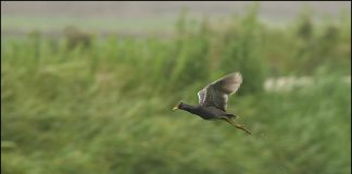 전. 뜸부기랍니다
