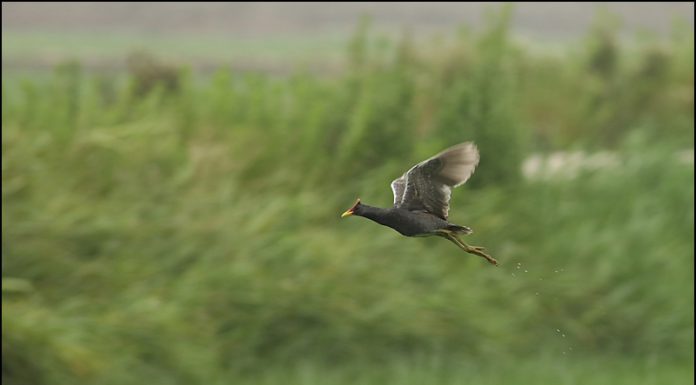 전. 뜸부기랍니다