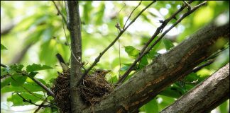 되지빠귀도 가족이 늘었어요