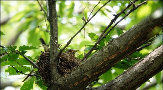 되지빠귀도 가족이 늘었어요