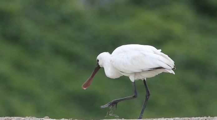 낚시꾼들은 반성을