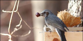 니들이 체리맛을 알아?