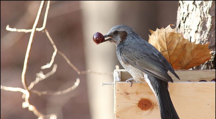 니들이 체리맛을 알아?
