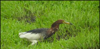 우중의 흰날개해오라기
