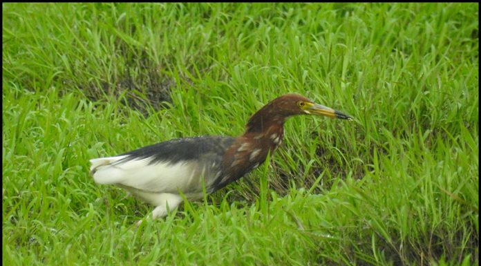 우중의 흰날개해오라기