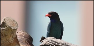 새야 새야! 파랑새야~~