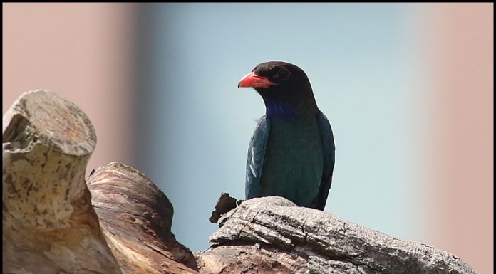 새야 새야! 파랑새야~~