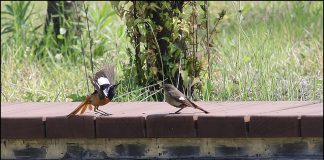 배고파요 밥 주세요