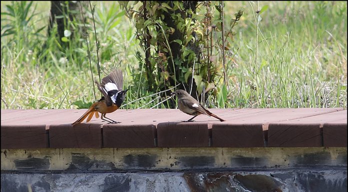 배고파요 밥 주세요
