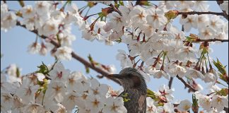 직박구리 화조도