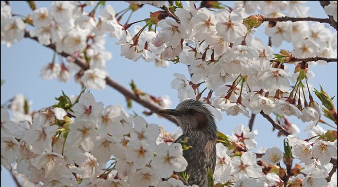 직박구리 화조도