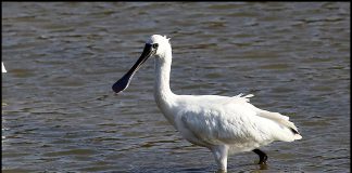 삼동암천의 저어새