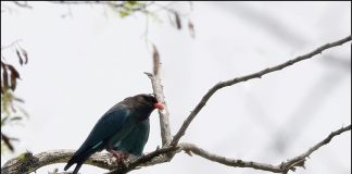 파랑새가 왔어요