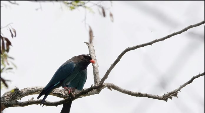 파랑새가 왔어요