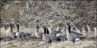 강화도를 찾은 캐나다기러기