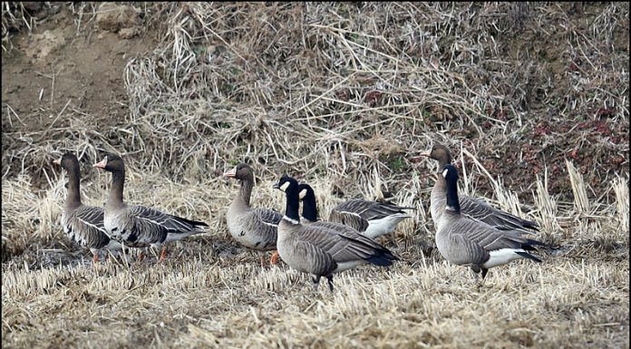 강화도를 찾은 캐나다기러기