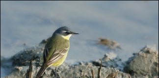 흰눈썹긴발톱할미새