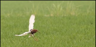 흰날개해오라기