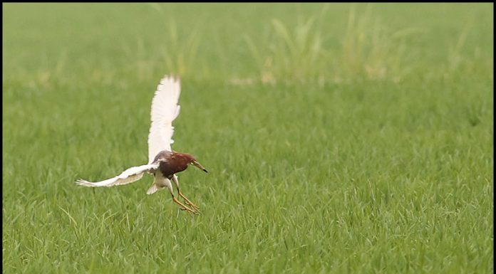 흰날개해오라기