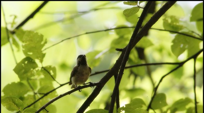 시원한 그늘아래