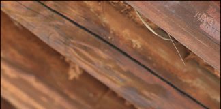 알락할미새 육추