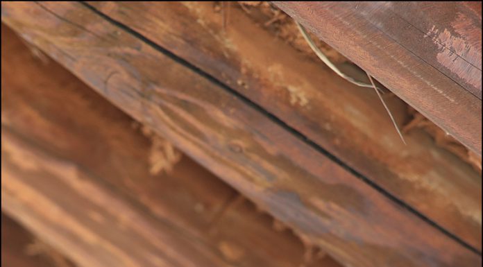 알락할미새 육추