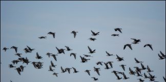 쇠기러기도 돌아오고