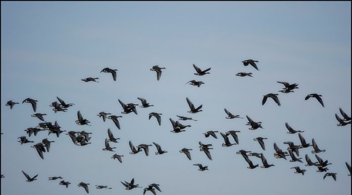 쇠기러기도 돌아오고