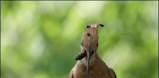 금년에도 둥지를 찾은 후투티