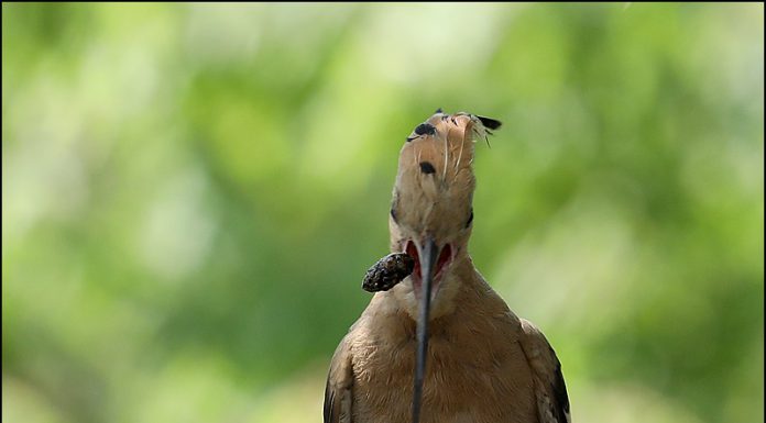 금년에도 둥지를 찾은 후투티