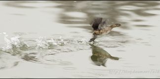 달리기대회 (논병아리)