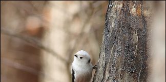 흰머리오목눈이