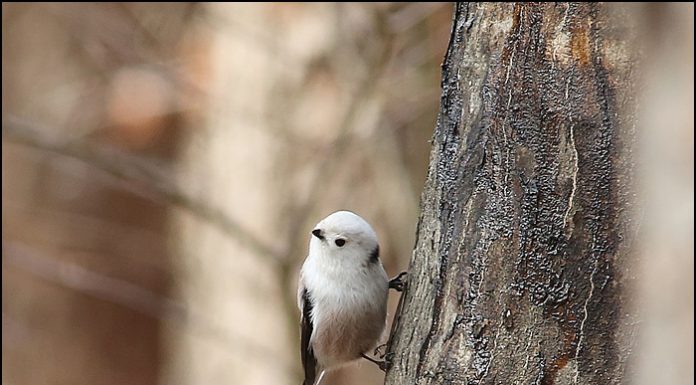 흰머리오목눈이