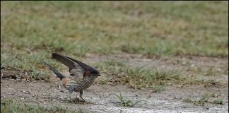 귀제비 둥지재료 나르다