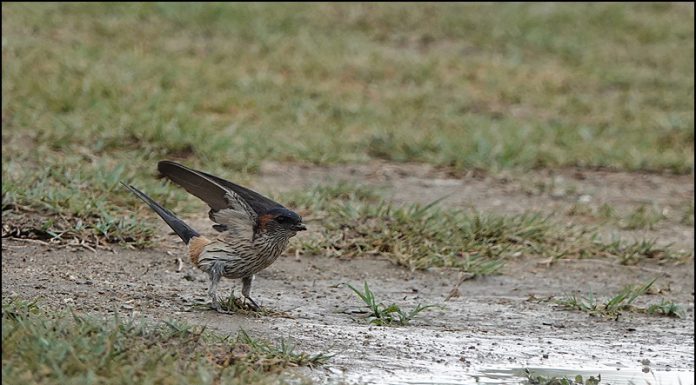 귀제비 둥지재료 나르다