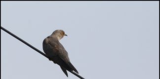 뻐국 뻐국 뻐꾸기