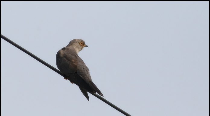 뻐국 뻐국 뻐꾸기