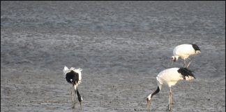 강화도 남단의 두루미들