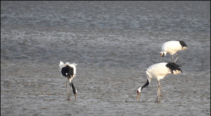 강화도 남단의 두루미들