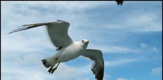 새우강에 길들여진 갈매기