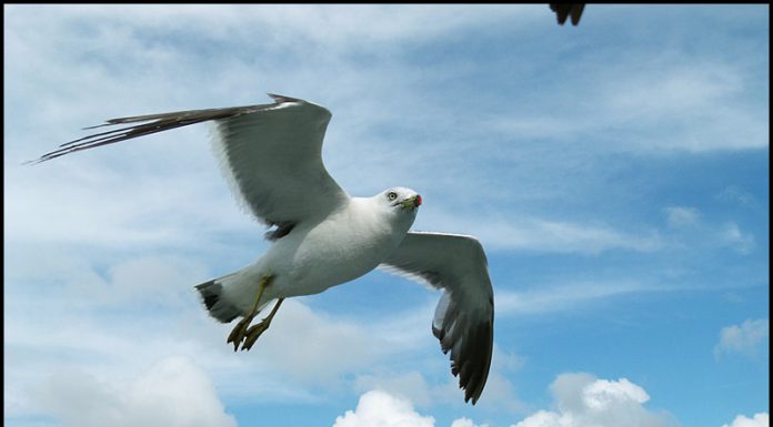 새우강에 길들여진 갈매기