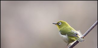 강화도를 찾아온 동박새