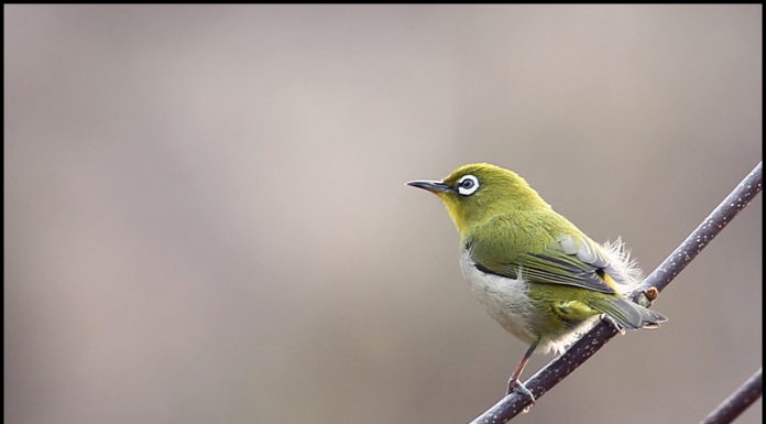 강화도를 찾아온 동박새