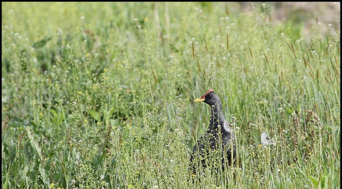 벌써 뜸부기가 왔네요