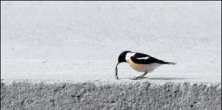 검은딱새는 식사중