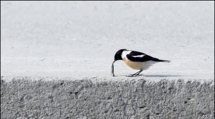 검은딱새는 식사중