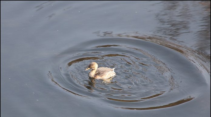 논병아리의 잠수