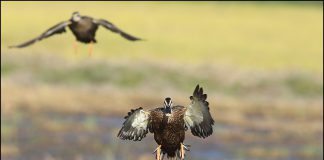 아무리 흔해도 나도 새랍니다