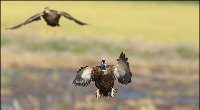 아무리 흔해도 나도 새랍니다