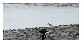 검은머리물떼새